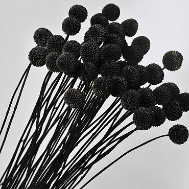 Craspedia Black, per stem