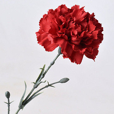 Dianthus 60cm Red