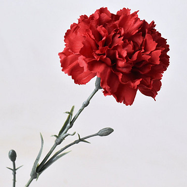 Dianthus 60cm Rood