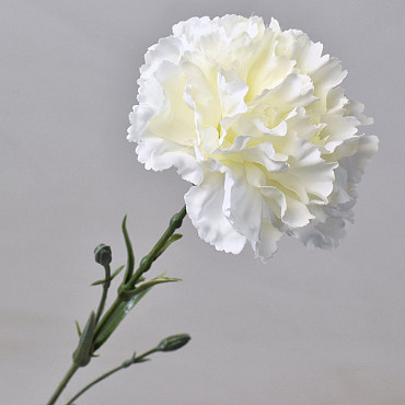 Dianthus White 60cm