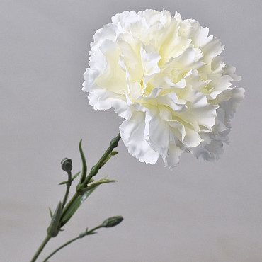 Dianthus Wit 60cm