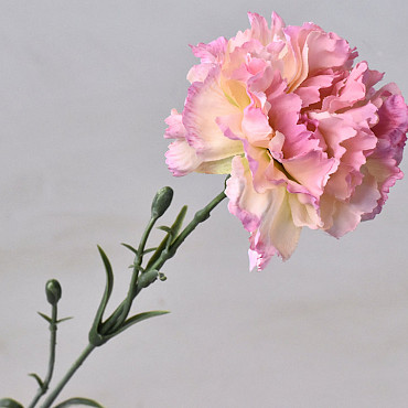 Dianthus 60cm Rose