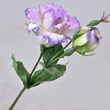 Lisianthus Paars 38cm