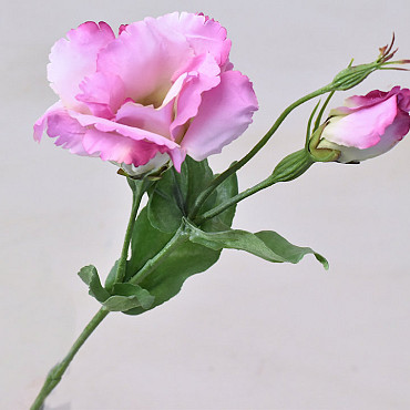 Lisianthus Rose 38cm