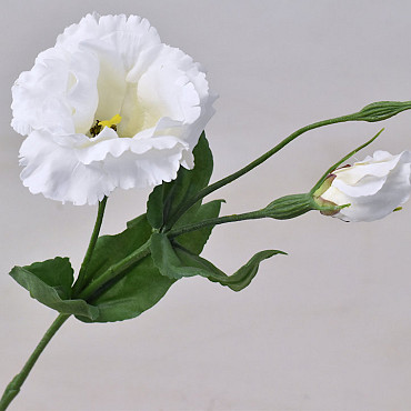 Lisianthus 38cm Blanc