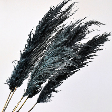 Pampas gras 110cm Dark Mix