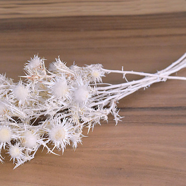 Chardon Eryngium 50cm blanchi