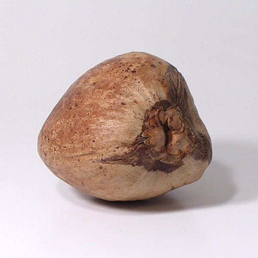 Kokosnoot 16-18cm