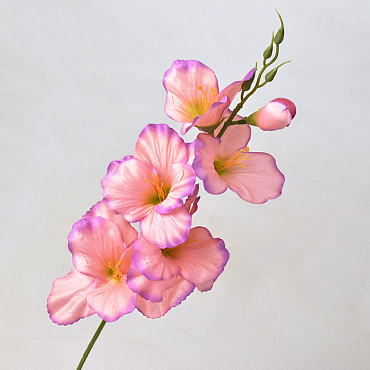 Gladiole D9cm Rosa