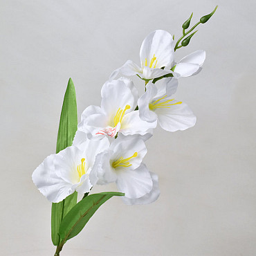 Sword Lily D11cm White