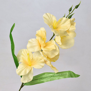 Gladiole D11cm Creme-Gelb