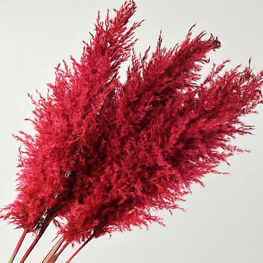 Pampas gras 110cm Rood