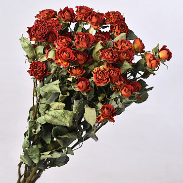 Roses en Spray Rouge 50cm, 10 pièces par bouquet