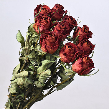 Rose Rot 40cm, 10 stück pro Bund