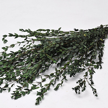 Eucalyptus Parvifolia Green 65cm 