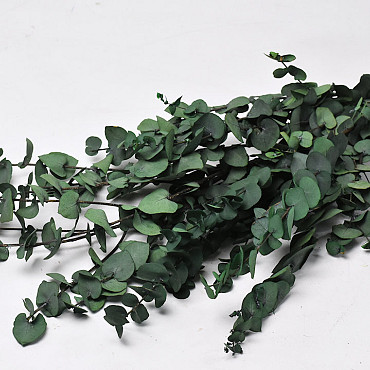 Eucalyptus Stuartiana Green 65cm