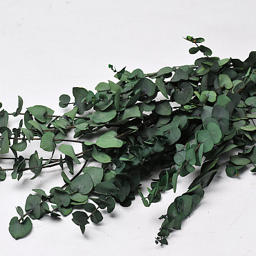 Eucalyptus Stuartiana Groen 65cm