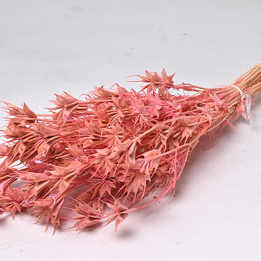 Nigella Orientalis 55cm Pink