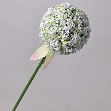 Allium White 65cm