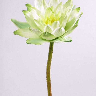 Water Lily 90cm, 16cm green