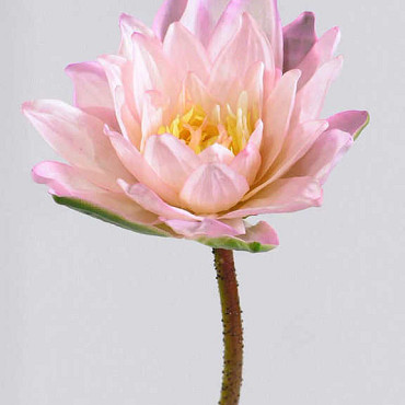 Lotus Blanc 90cm, 16cm rose