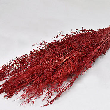 Herbe de Munni Rouge 60cm