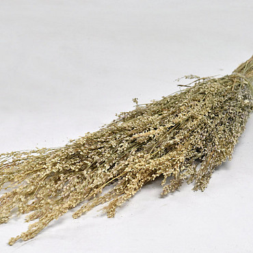 Sheaf Star grass 50cm