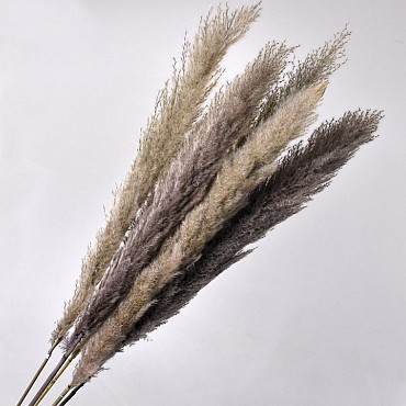 Dadang Pampas gras 120cm