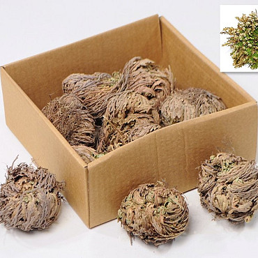Rose of Jericho 7-Pack