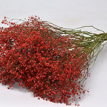 Gypsophila Rood 70cm (25 tak)