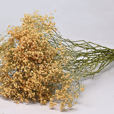 Gypsophila Peach 100cm (25 tak)