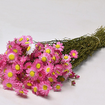 Acroclinium Pink 50cm