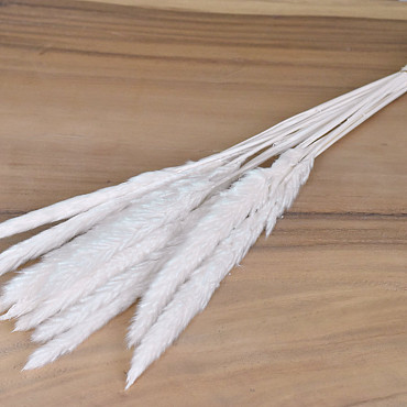 Pampas 65cm Gebleekt 15-Pack