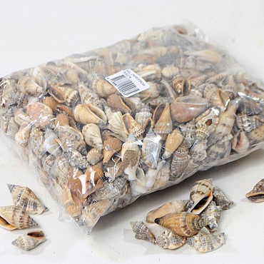 Shells Strombus 1kg