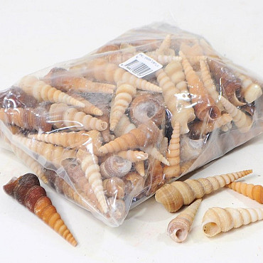 Screw Turritella 1kg