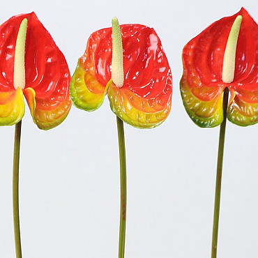 Anthurium 40cm - 10cm rood
