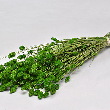 Bouquet Phalaris Vert Clair 70cm