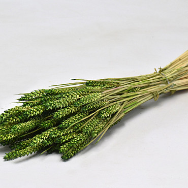 Tarwe Groen 70cm