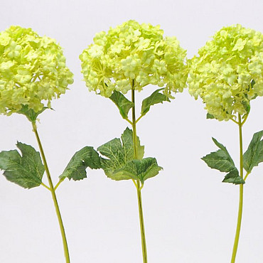 Viburnum 38cm groen