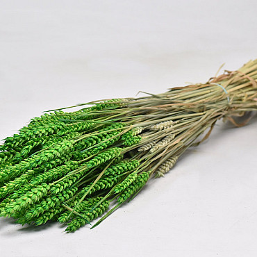 Triticum Spring Green (wheat) 70cm