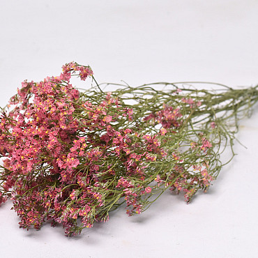 Limonium 45cm Lachsrosa