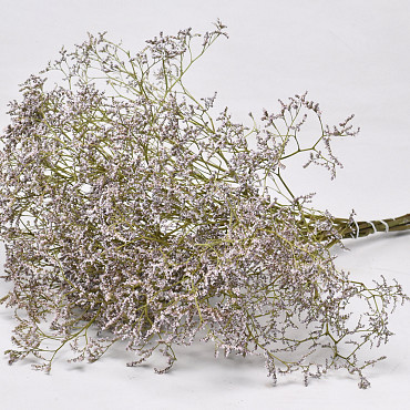 Limonium 60cm Hell Lila