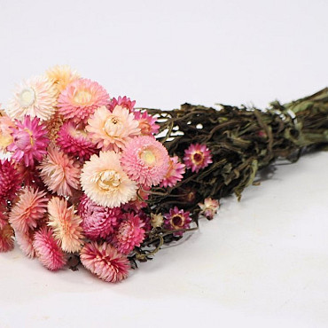 Bouquet Helichrysum Rose Vif 45cm