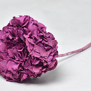 Hydrangea preserved Mauve D16cm