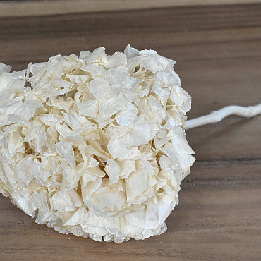 Hydrangea preserved Cream D16cm