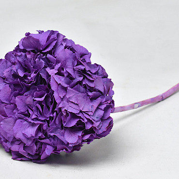 Hortensia Violet D16cm Preparé 