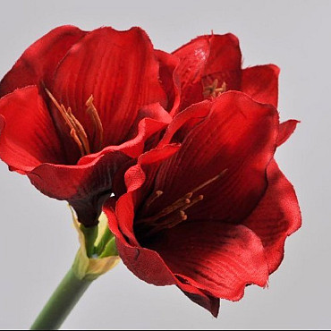 Amaryllis Spray Red 36cm