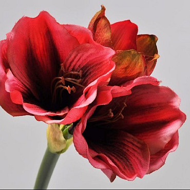 Amaryllis RamifiÃ©e Mauve 36cm