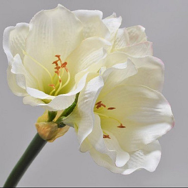 Amaryllis Zweig Creme 36cm