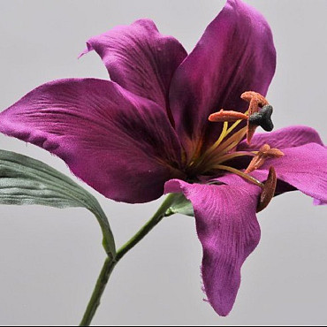 Lily Stem Lavend 33cm